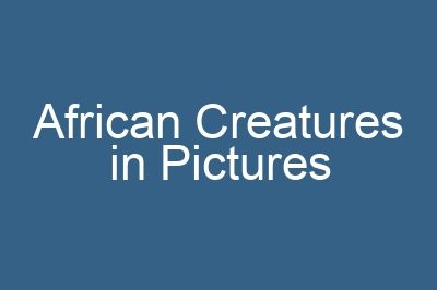 African Creatures in Pictures