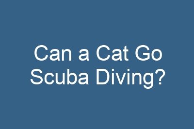 Can a Cat Go Scuba Diving?