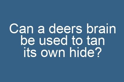 Can a deers brain be used to tan its own hide?