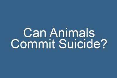 Can Animals Commit Suicide?
