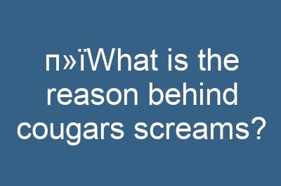 п»їWhat is the reason behind cougars screams?