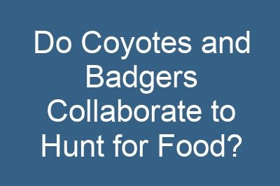 Do Coyotes and Badgers Collaborate to Hunt for Food?
