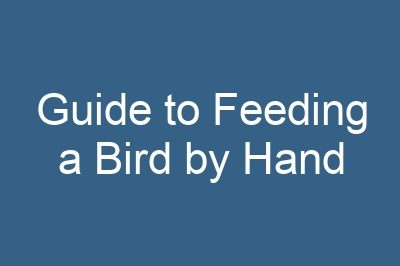 Guide to Feeding a Bird by Hand
