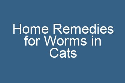 Home Remedies for Worms in Cats