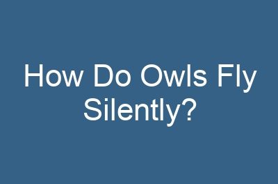 How Do Owls Fly Silently?