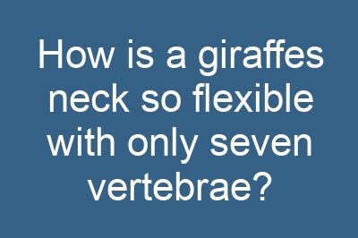 How is a giraffes neck so flexible with only seven vertebrae?
