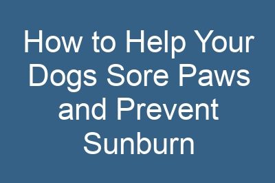 How to Help Your Dogs Sore Paws and Prevent Sunburn
