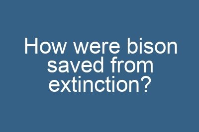 How were bison saved from extinction?