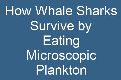 How Whale Sharks Survive by Eating Microscopic Plankton