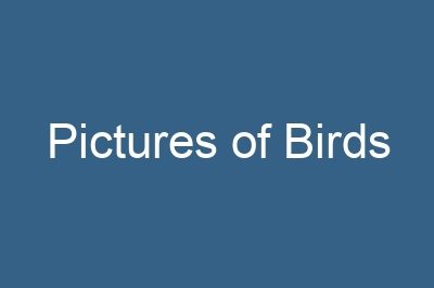 Pictures of Birds