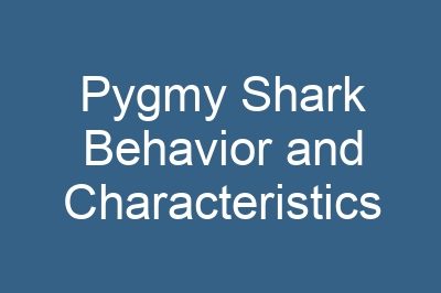 Pygmy Shark Behavior and Characteristics