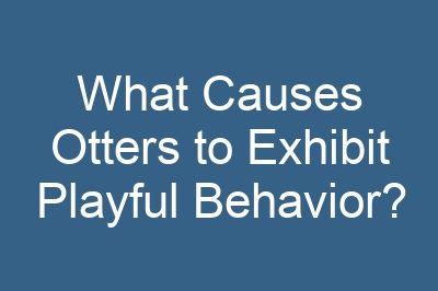What Causes Otters to Exhibit Playful Behavior?