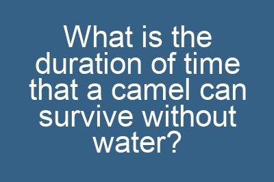 What is the duration of time that a camel can survive without water?