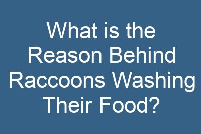 What is the Reason Behind Raccoons Washing Their Food?