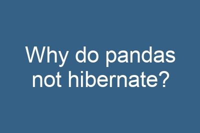 Why do pandas not hibernate?