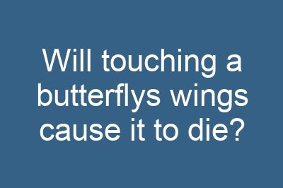Will touching a butterflys wings cause it to die?