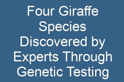 Four Giraffe Species Discovered by Experts Through Genetic Testing