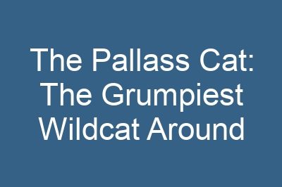 The Pallass Cat: The Grumpiest Wildcat Around