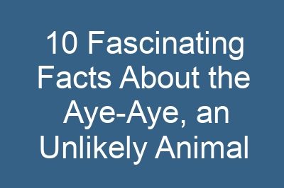 10 Fascinating Facts About the Aye-Aye, an Unlikely Animal