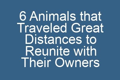 6 Animals that Traveled Great Distances to Reunite with Their Owners