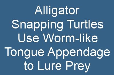 Alligator Snapping Turtles Use Worm-like Tongue Appendage to Lure Prey