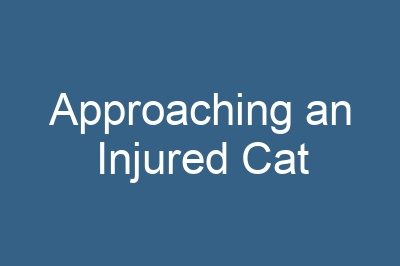 Approaching an Injured Cat