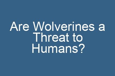 Are Wolverines a Threat to Humans?
