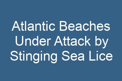 Atlantic Beaches Under Attack by Stinging Sea Lice