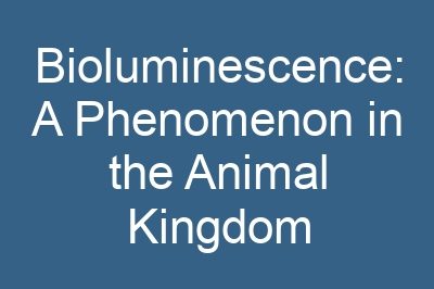 Bioluminescence: A Phenomenon in the Animal Kingdom
