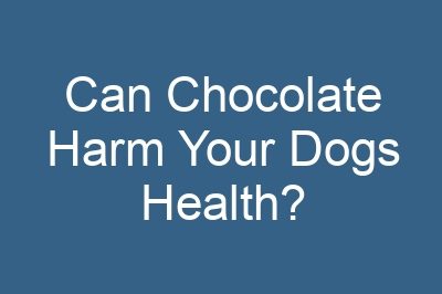 Can Chocolate Harm Your Dogs Health?