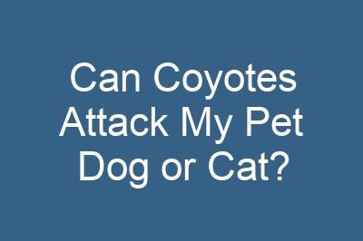Can Coyotes Attack My Pet Dog or Cat?