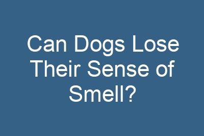 Can Dogs Lose Their Sense of Smell?