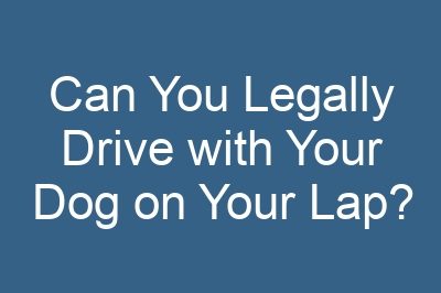 Can You Legally Drive with Your Dog on Your Lap?