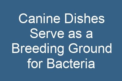 Canine Dishes Serve as a Breeding Ground for Bacteria