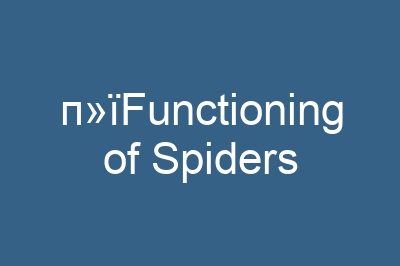 п»їFunctioning of Spiders