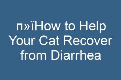 п»їHow to Help Your Cat Recover from Diarrhea