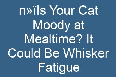 п»їIs Your Cat Moody at Mealtime? It Could Be Whisker Fatigue