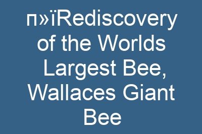 п»їRediscovery of the Worlds Largest Bee, Wallaces Giant Bee