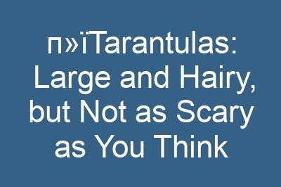 п»їTarantulas: Large and Hairy, but Not as Scary as You Think