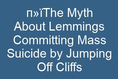 п»їThe Myth About Lemmings Committing Mass Suicide by Jumping Off Cliffs