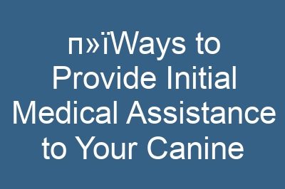 п»їWays to Provide Initial Medical Assistance to Your Canine