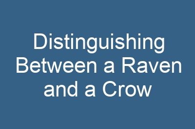 Distinguishing Between a Raven and a Crow