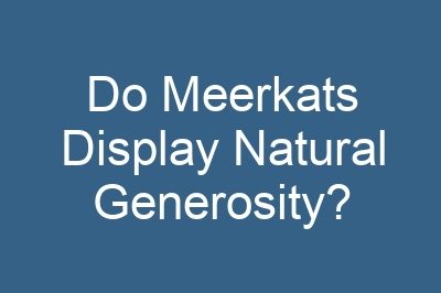 Do Meerkats Display Natural Generosity?