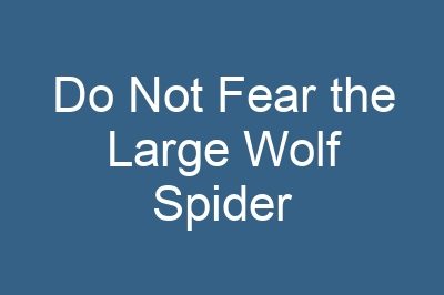 Do Not Fear the Large Wolf Spider