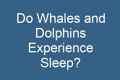 Do Whales and Dolphins Experience Sleep?