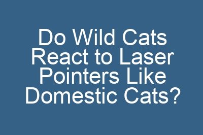 Do Wild Cats React to Laser Pointers Like Domestic Cats?