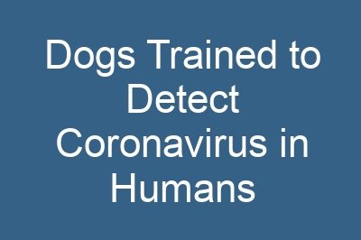 Dogs Trained to Detect Coronavirus in Humans