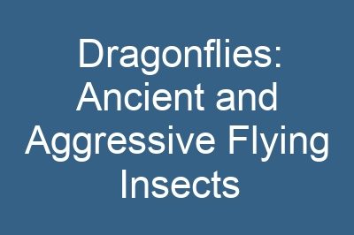 Dragonflies: Ancient and Aggressive Flying Insects