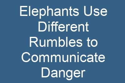 Elephants Use Different Rumbles to Communicate Danger