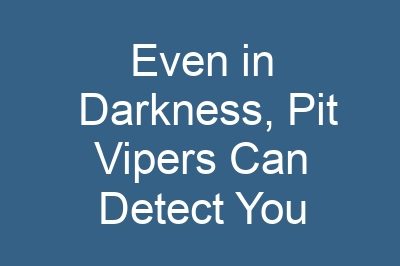 Even in Darkness, Pit Vipers Can Detect You